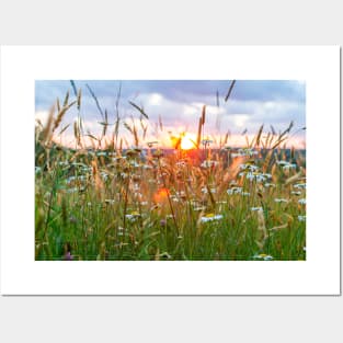 Wildflowers at Sunset Posters and Art